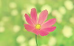 雏菊