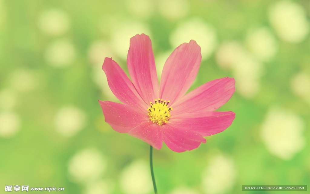 雏菊