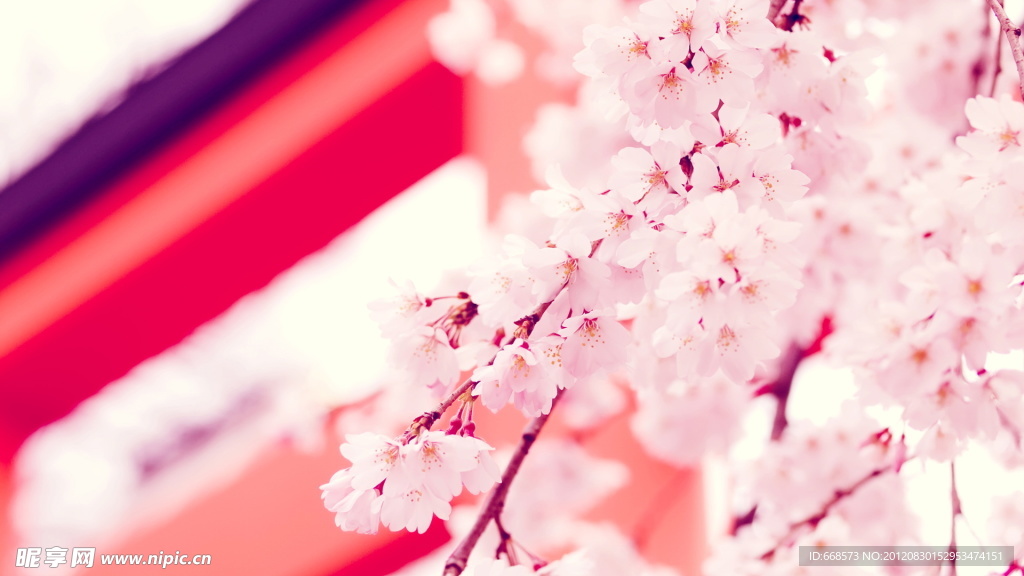 海棠花