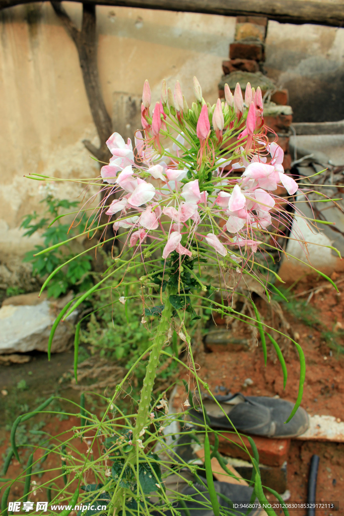 醉蝶花