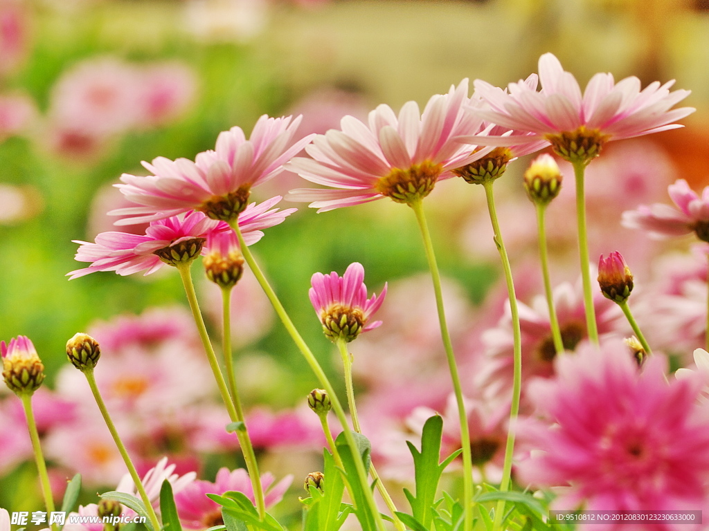 山菊花