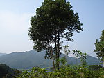 香樟