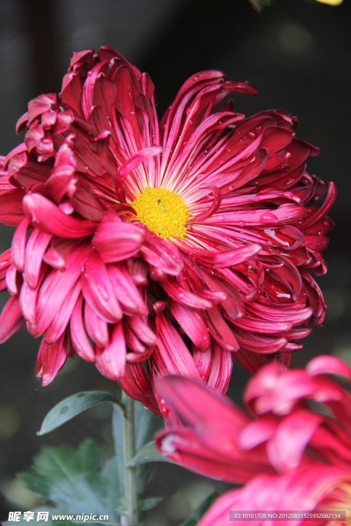 红色菊花
