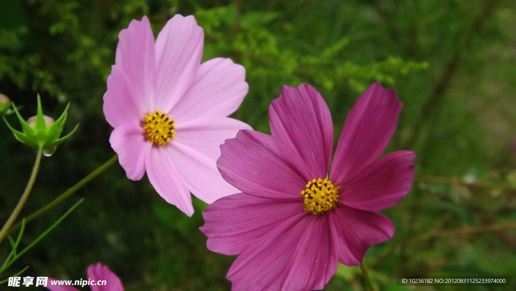 姊妹山花
