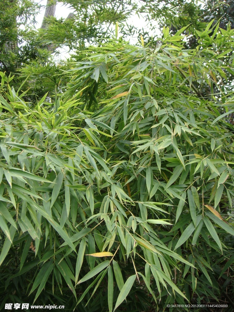 竹子