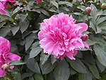 芍药花