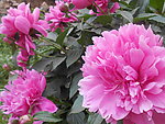 芍药花