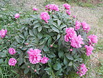 芍药花