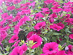 牵牛花