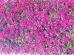 牵牛花