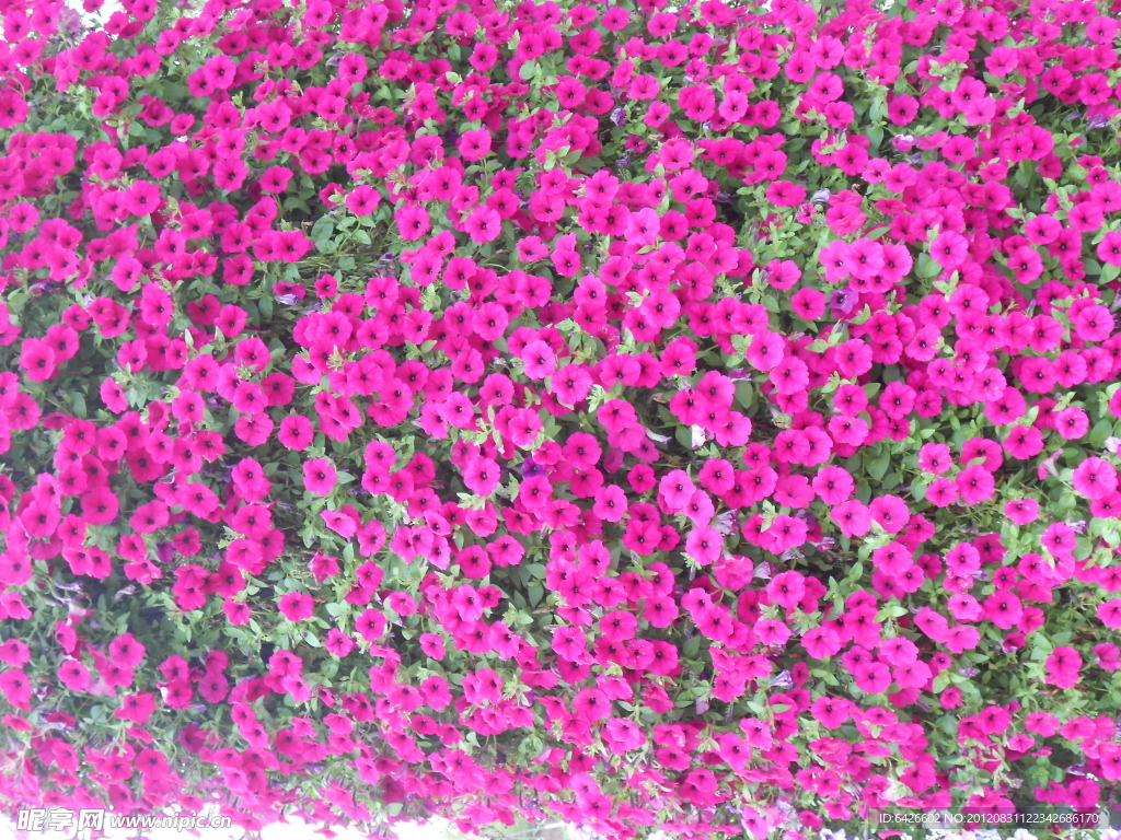 牵牛花