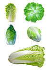 白菜