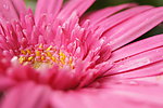 非洲菊