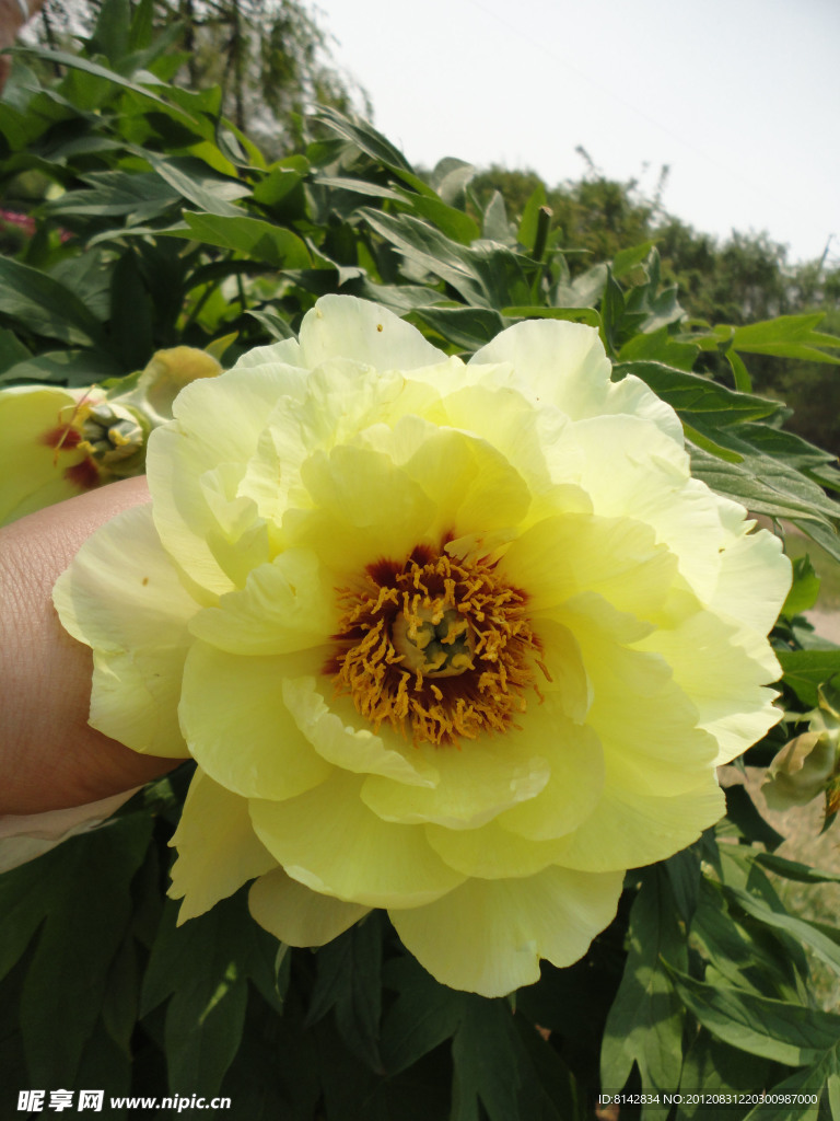 黄色芍药花
