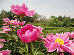 粉色芍药花