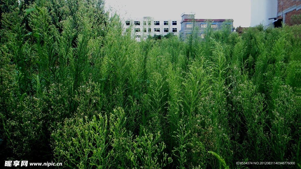 草地楼房