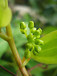 印象 春天 玉竹