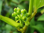 印象 春天 玉竹