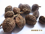 阳春砂