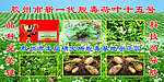 胶州土豆
