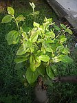 枯木新芽