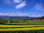 青海油菜花