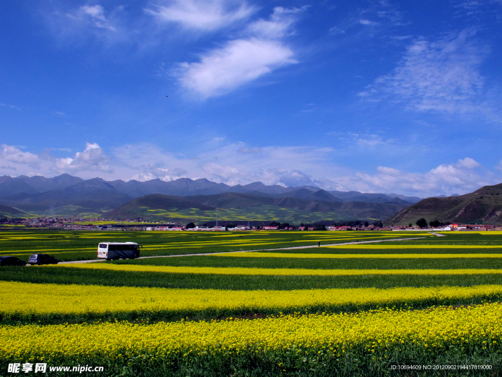 青海油菜花