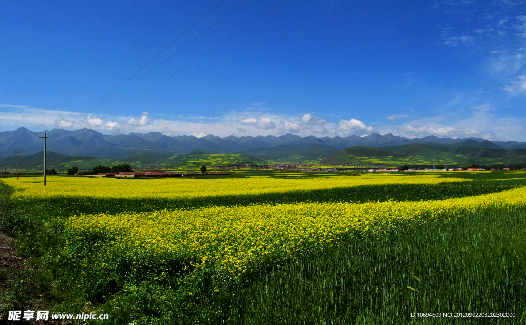 青海门源油菜花