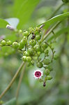 小花小草