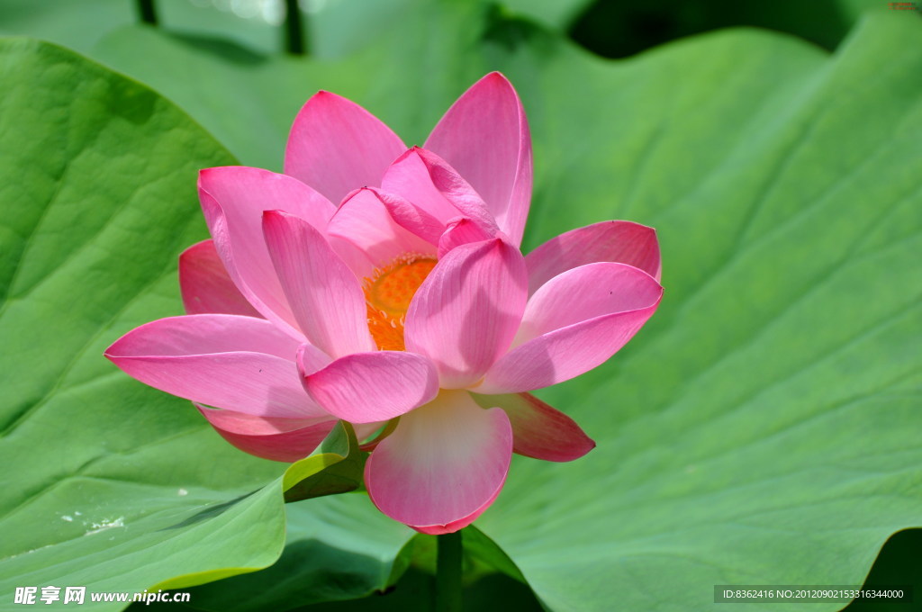 荷花