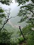 关山 树林风景