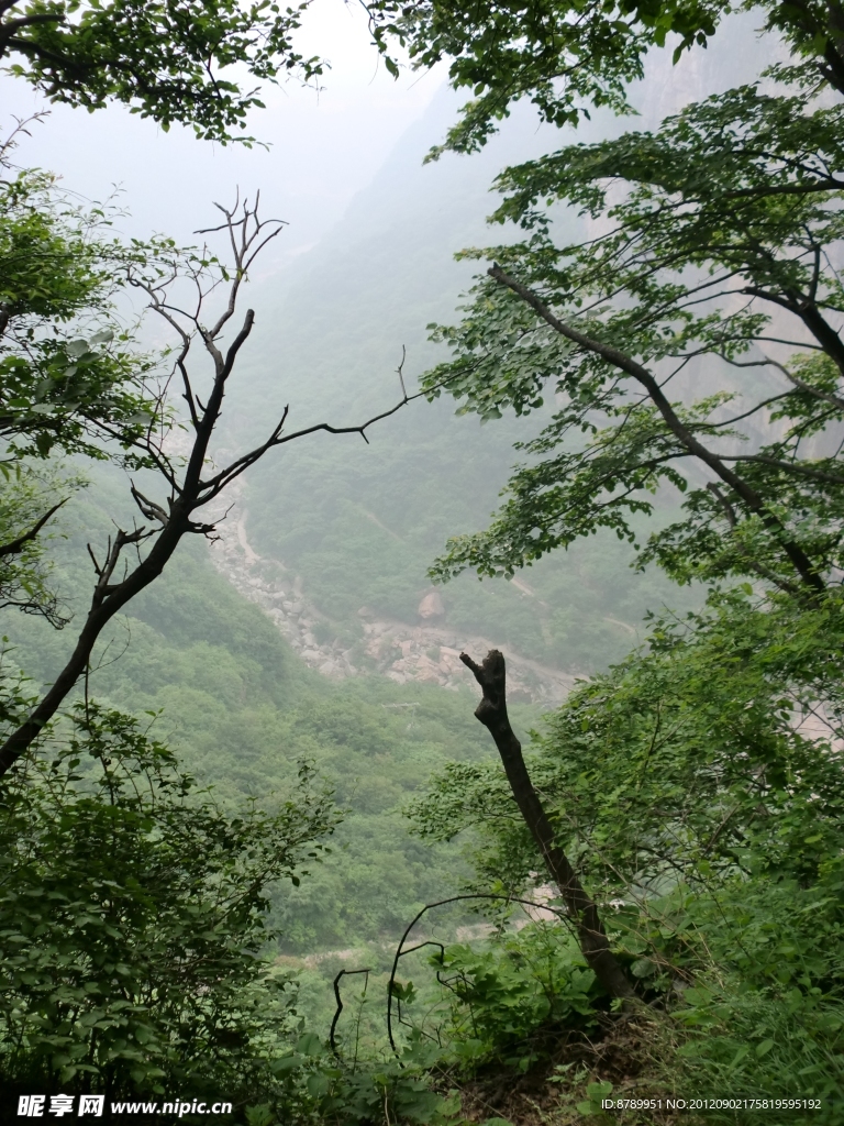 关山 树林风景