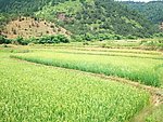 稻田