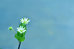 野菊花