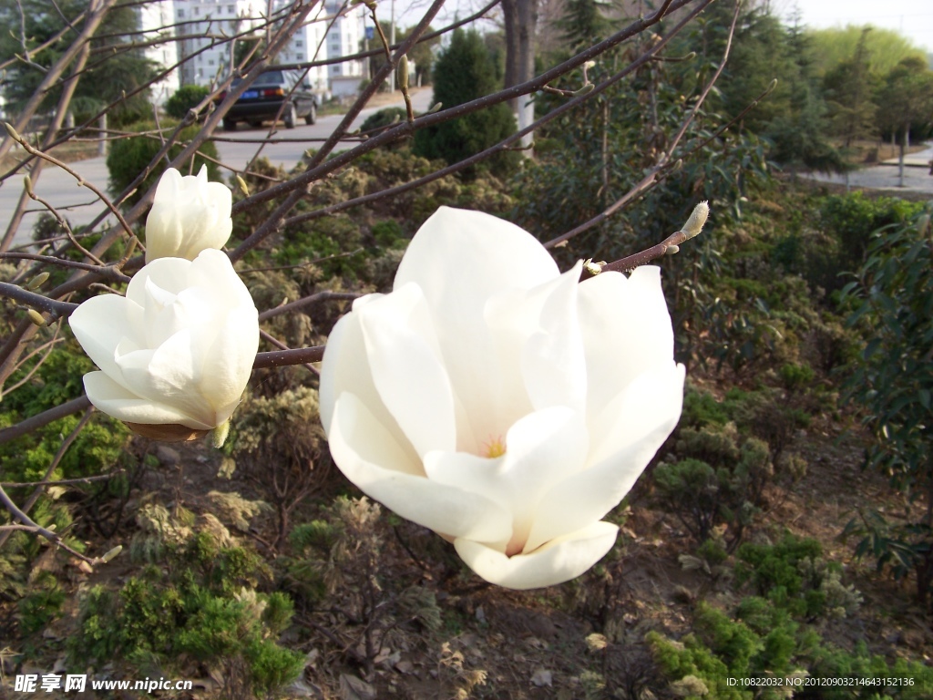 玉兰花