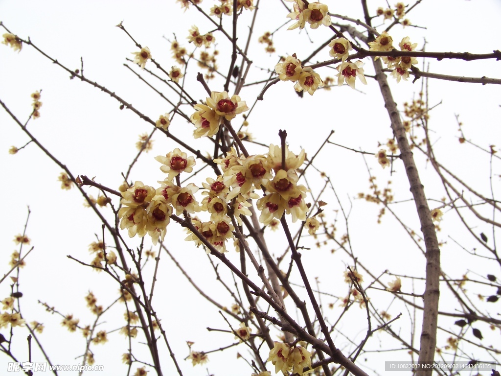 梅花
