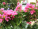 紫薇花