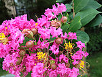 紫薇花
