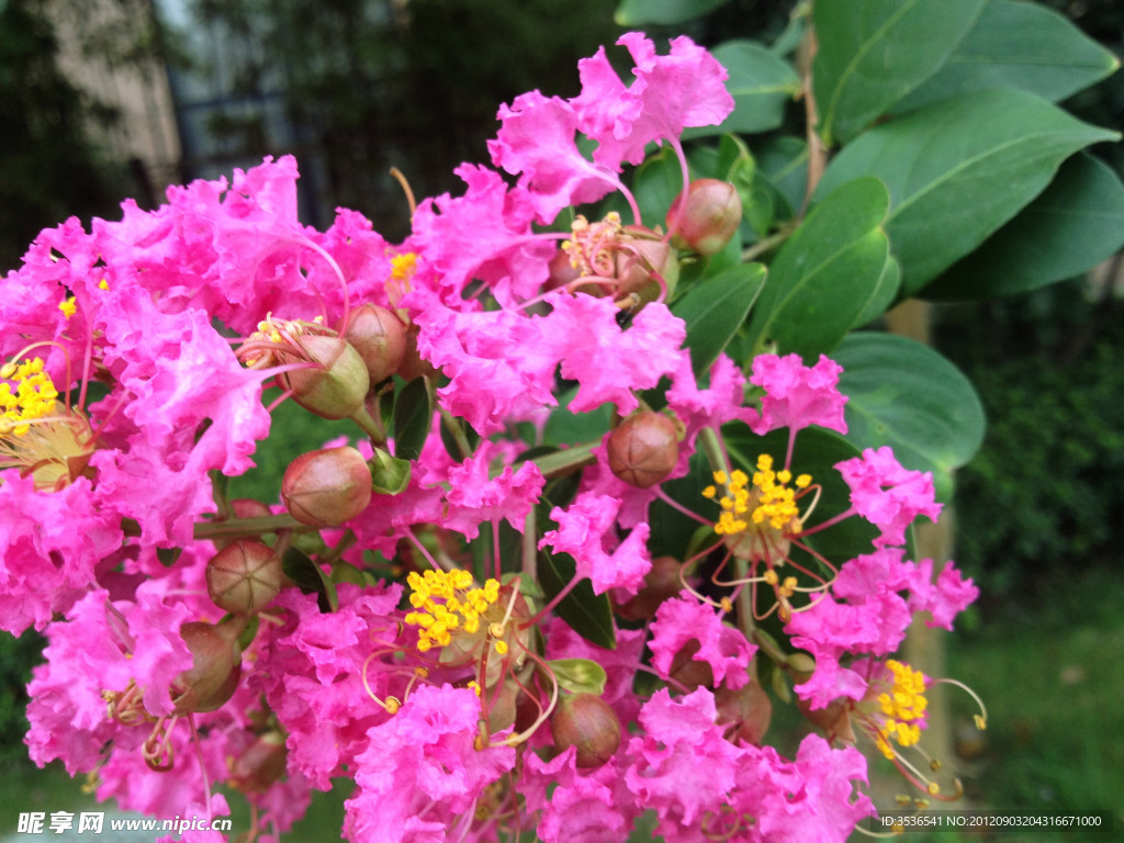 紫薇花