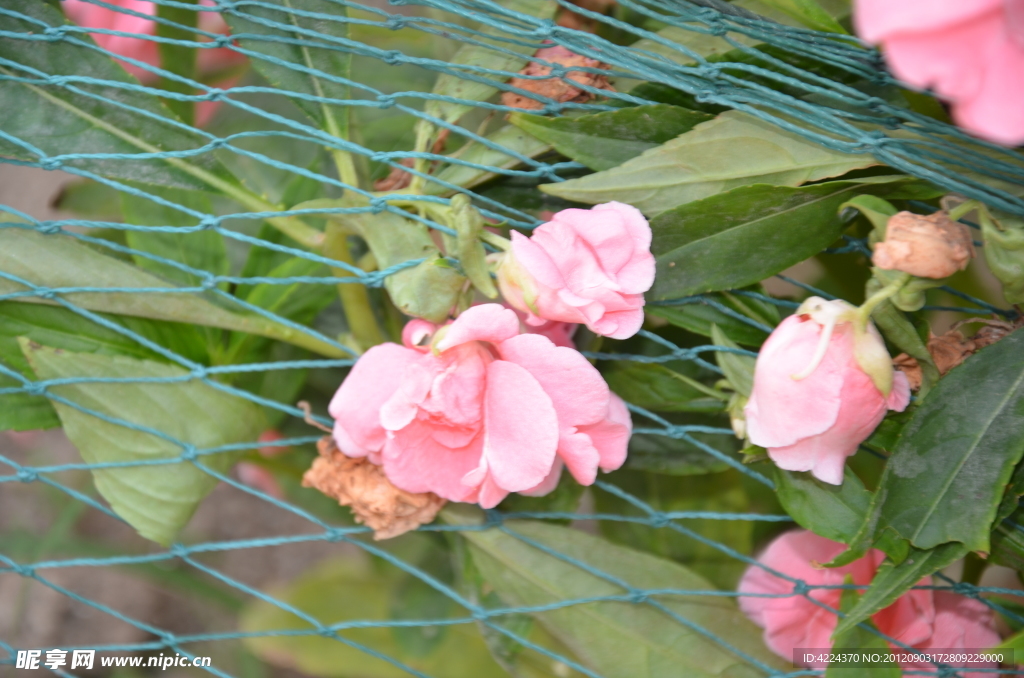 凤仙花