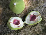 野生果子