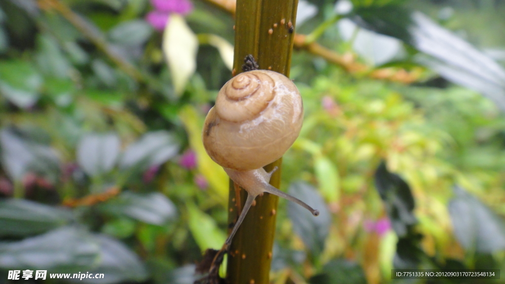 花丛 蜗牛
