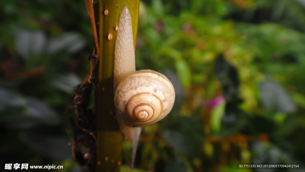 蜗牛