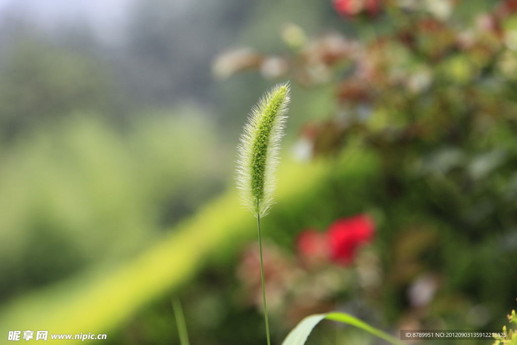 花草