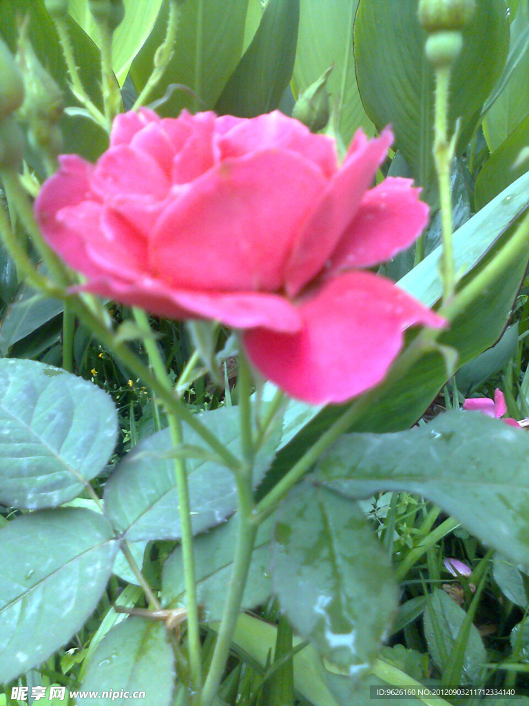 月季花
