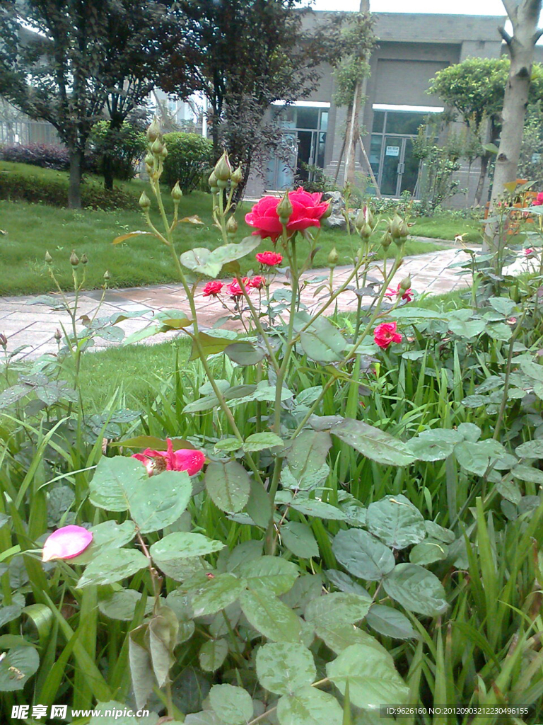 月季花