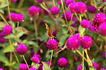 蝴蝶与花