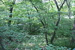 大青沟原始森林
