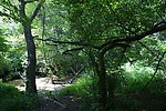 大青沟原始森林