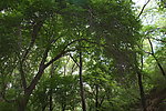 大青沟原始森林